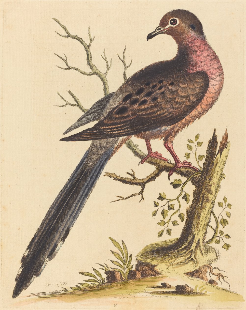 Americká Fedoa pectore ruso, 1740. od George Edwards