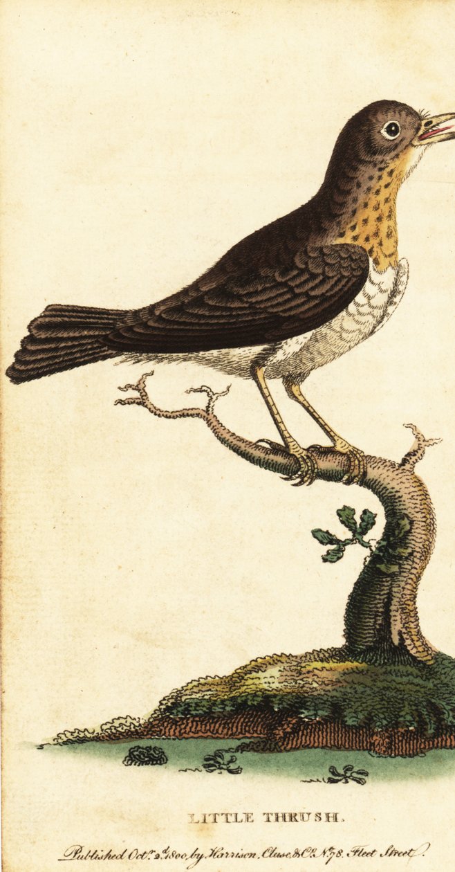 Drozd malý, Turdus minor., 1800 (rytina) od George Edwards