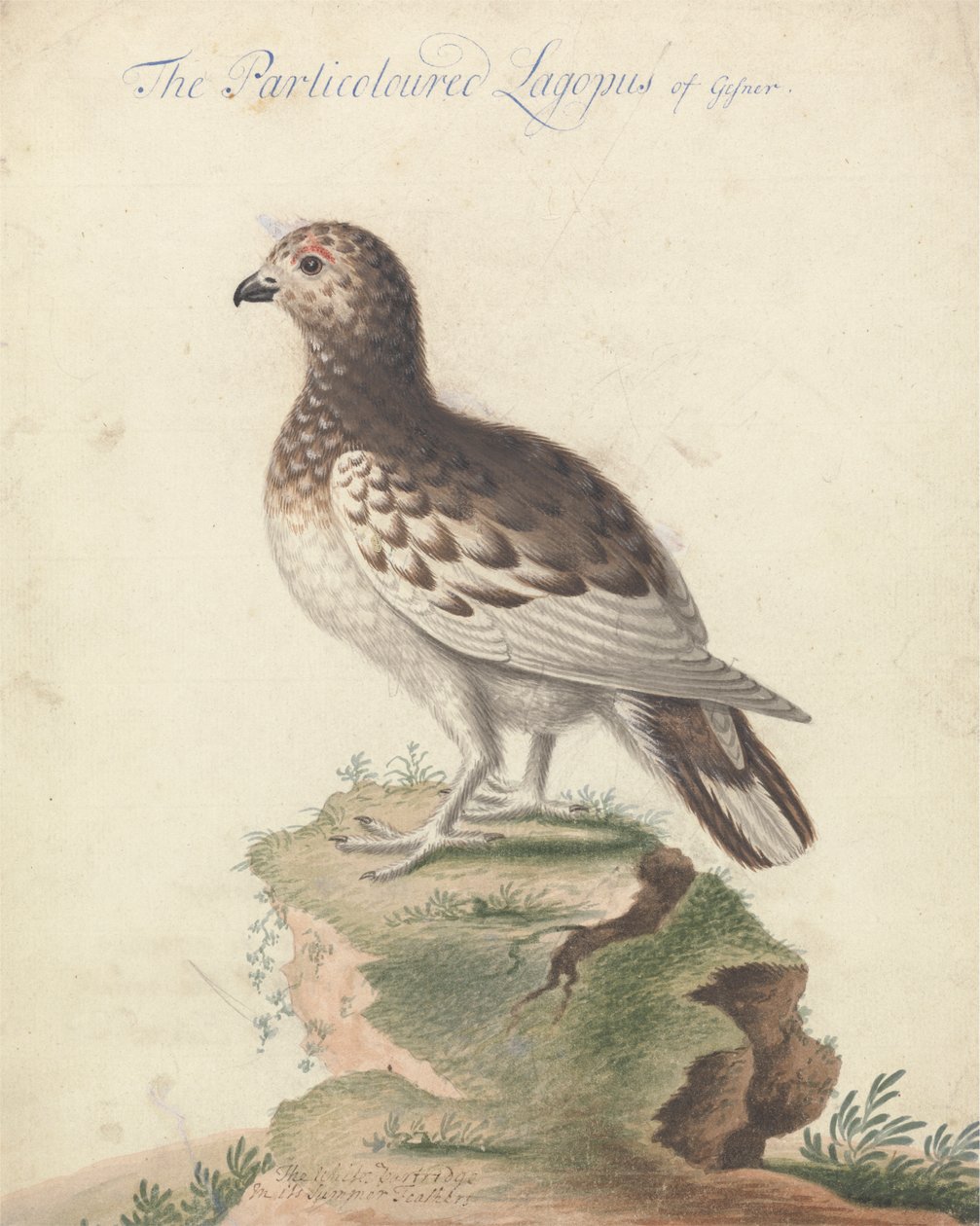 ptarmigan od George Edwards