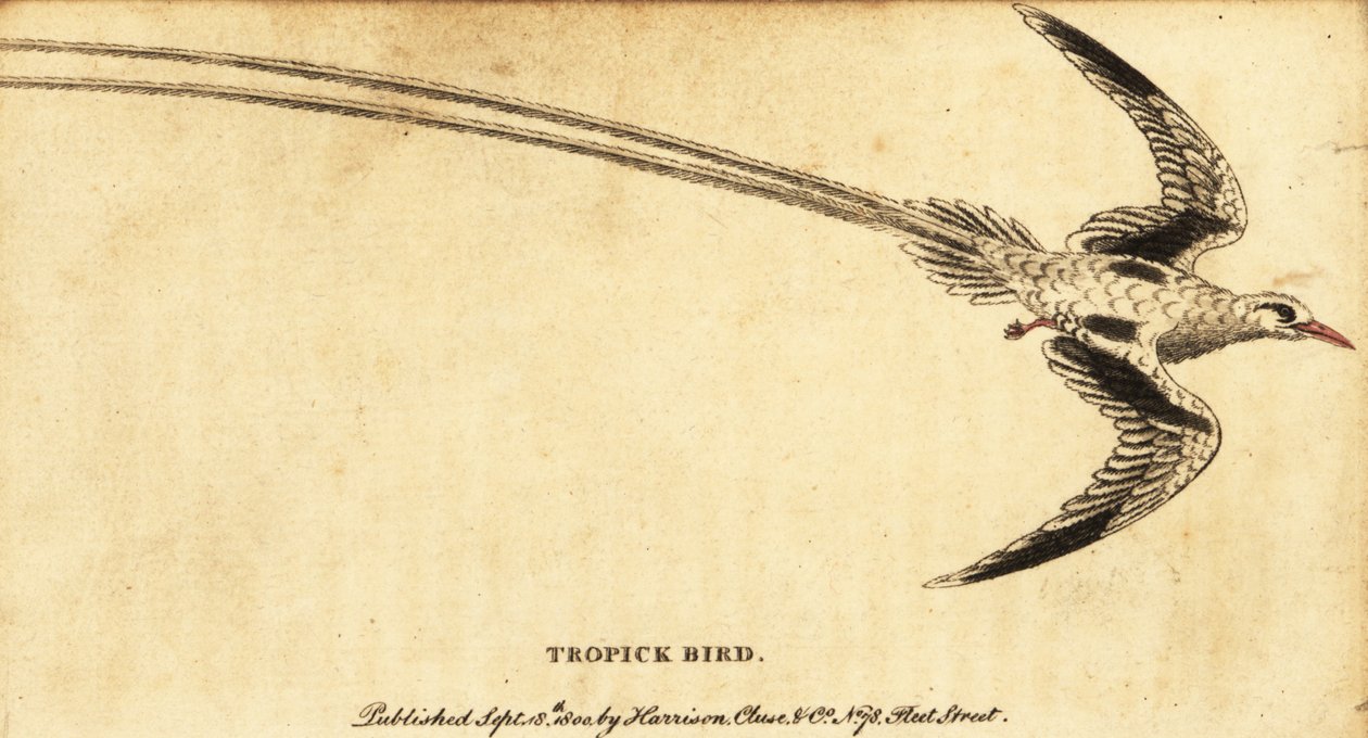Tropicbird červenozobý, Phaethon aethereus., 1800 (rytina) od George Edwards