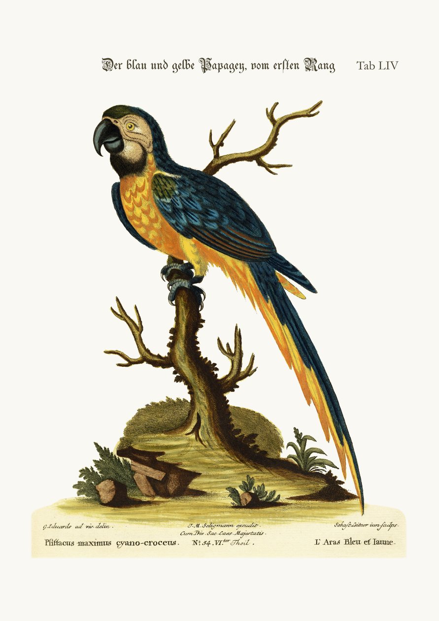 Modrý a žlutý papoušek, 1749-73 od George Edwards