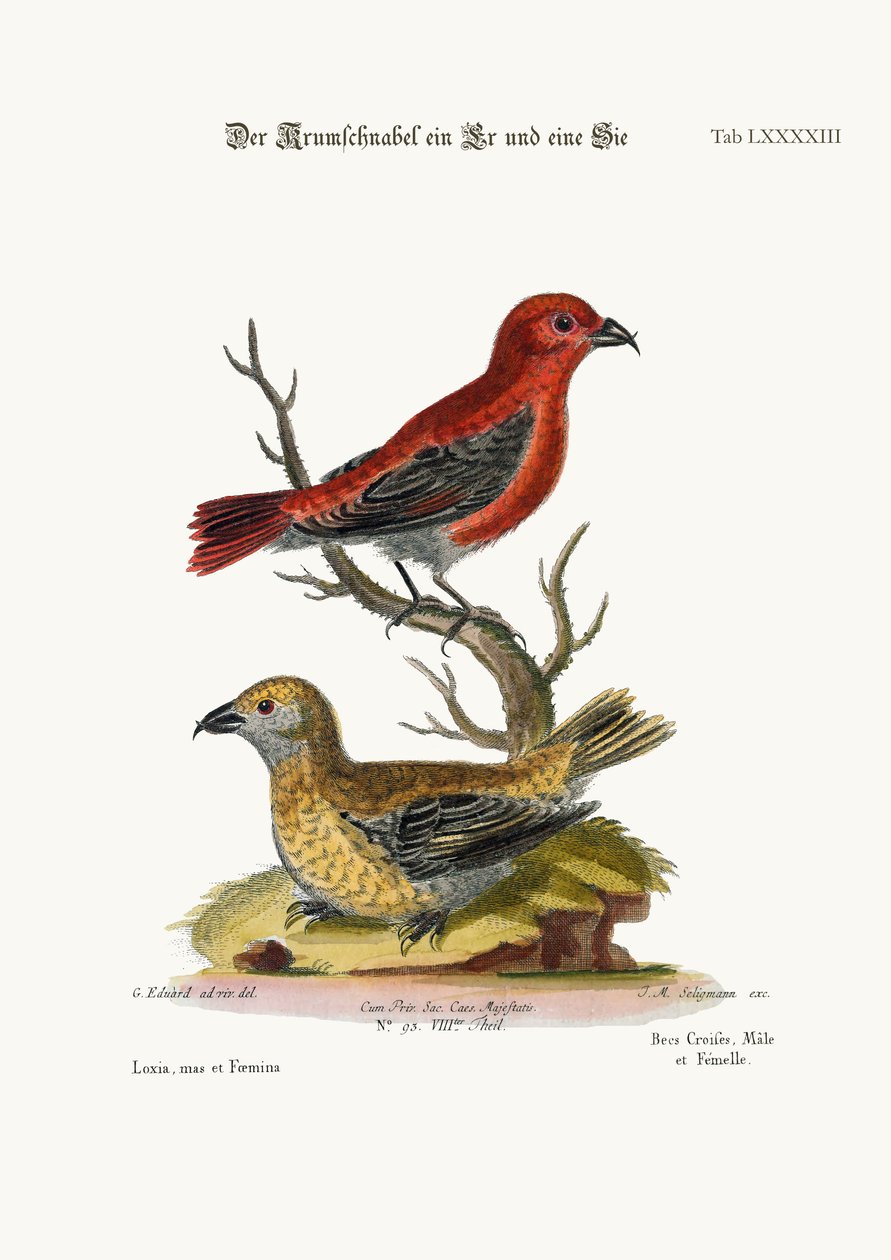 The Cross-Bills, Cock and Hen, 1749-73 od George Edwards