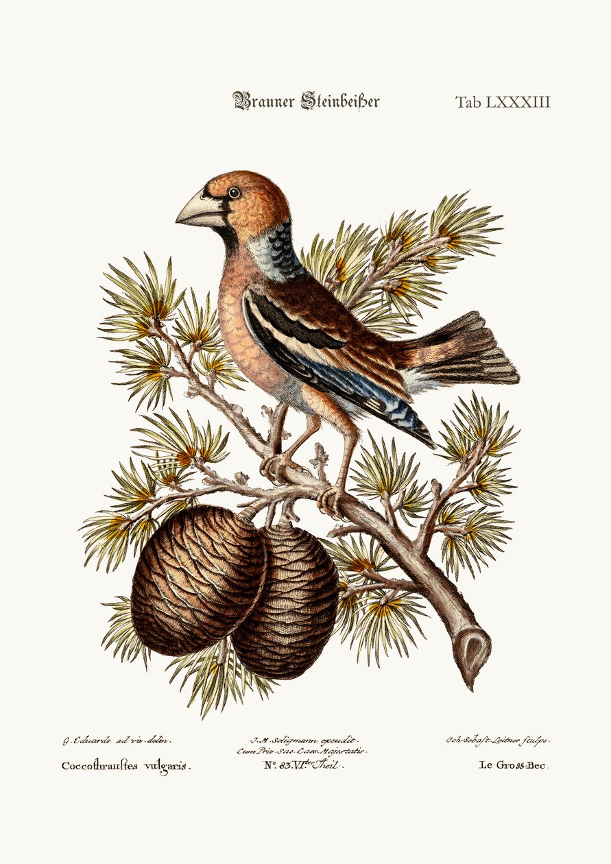 Gros-Beak nebo Haw-Finch, 1749-73 od George Edwards