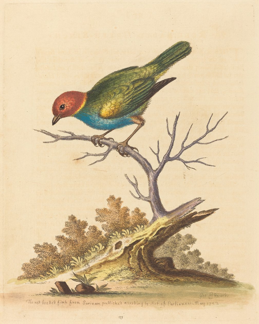 Pěnkava rudohlavá ze Surinamu, 1741. od George Edwards