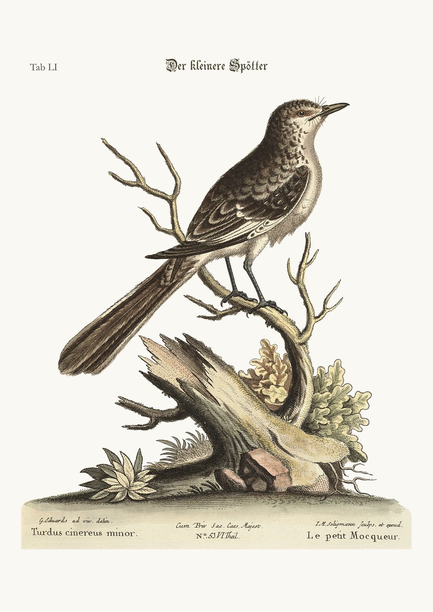 The lesser Mock-Bird, 1749-73 od George Edwards