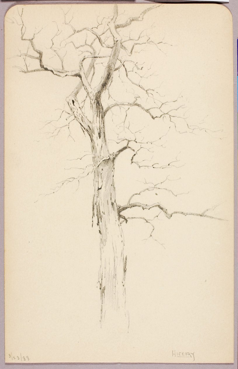 Hickory od George Elbert Burr