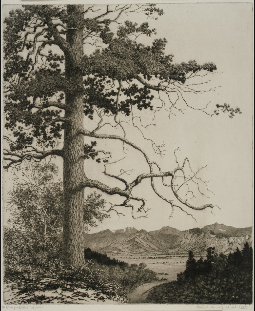 Old Pine, Estes Park od George Elbert Burr
