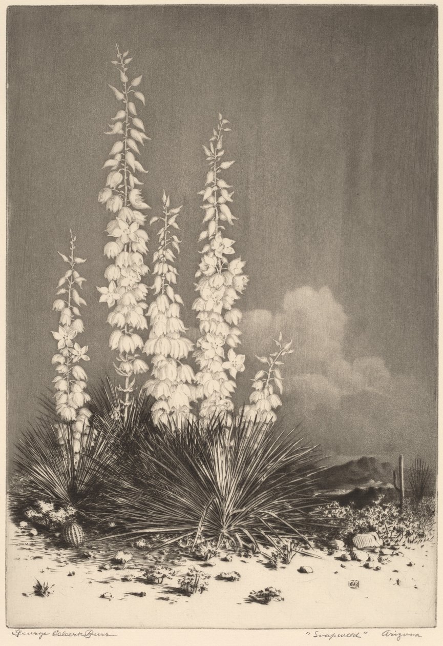 Soapweed, Arizona (č. 2) od George Elbert Burr