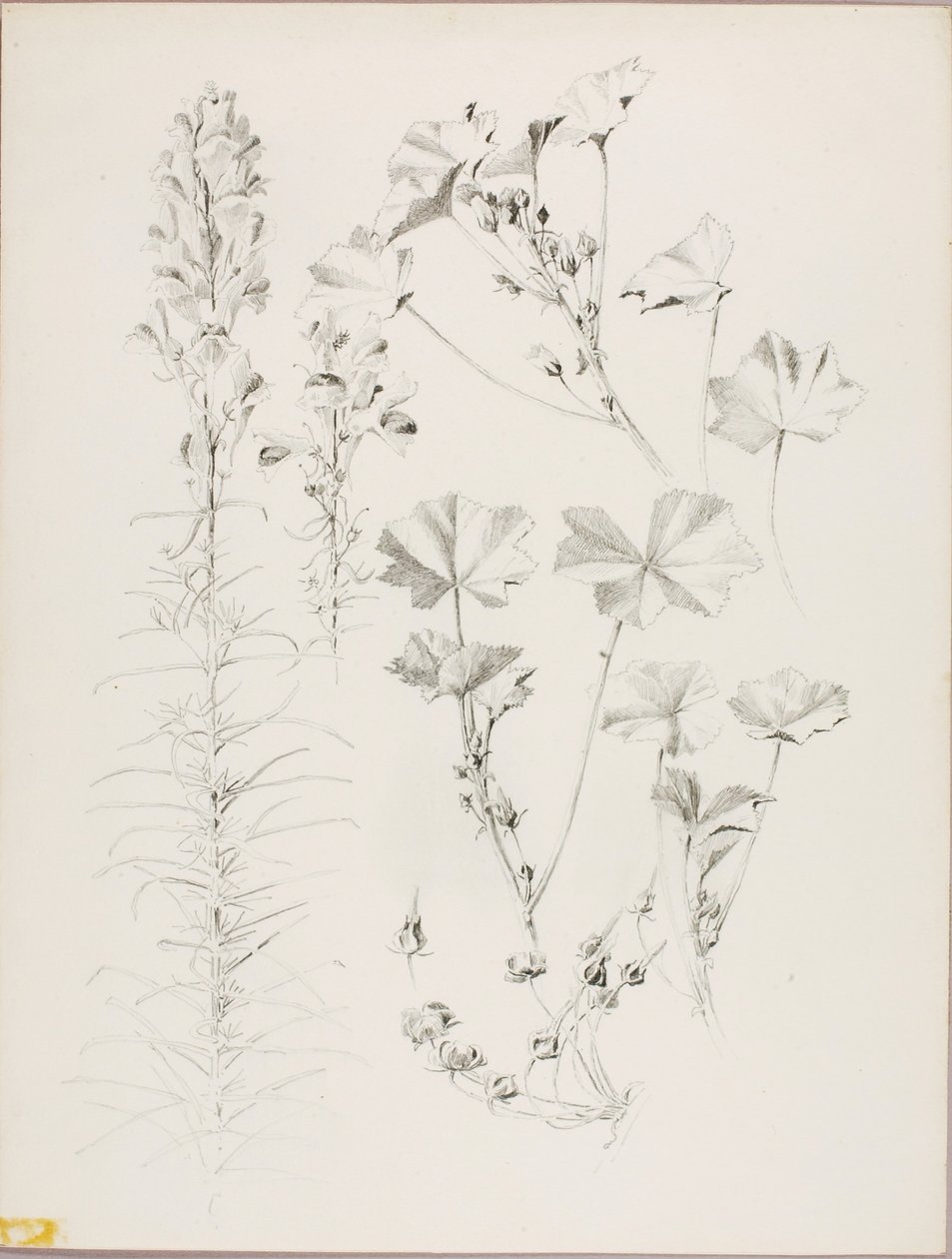 Bez názvu (botanická studie) od George Elbert Burr
