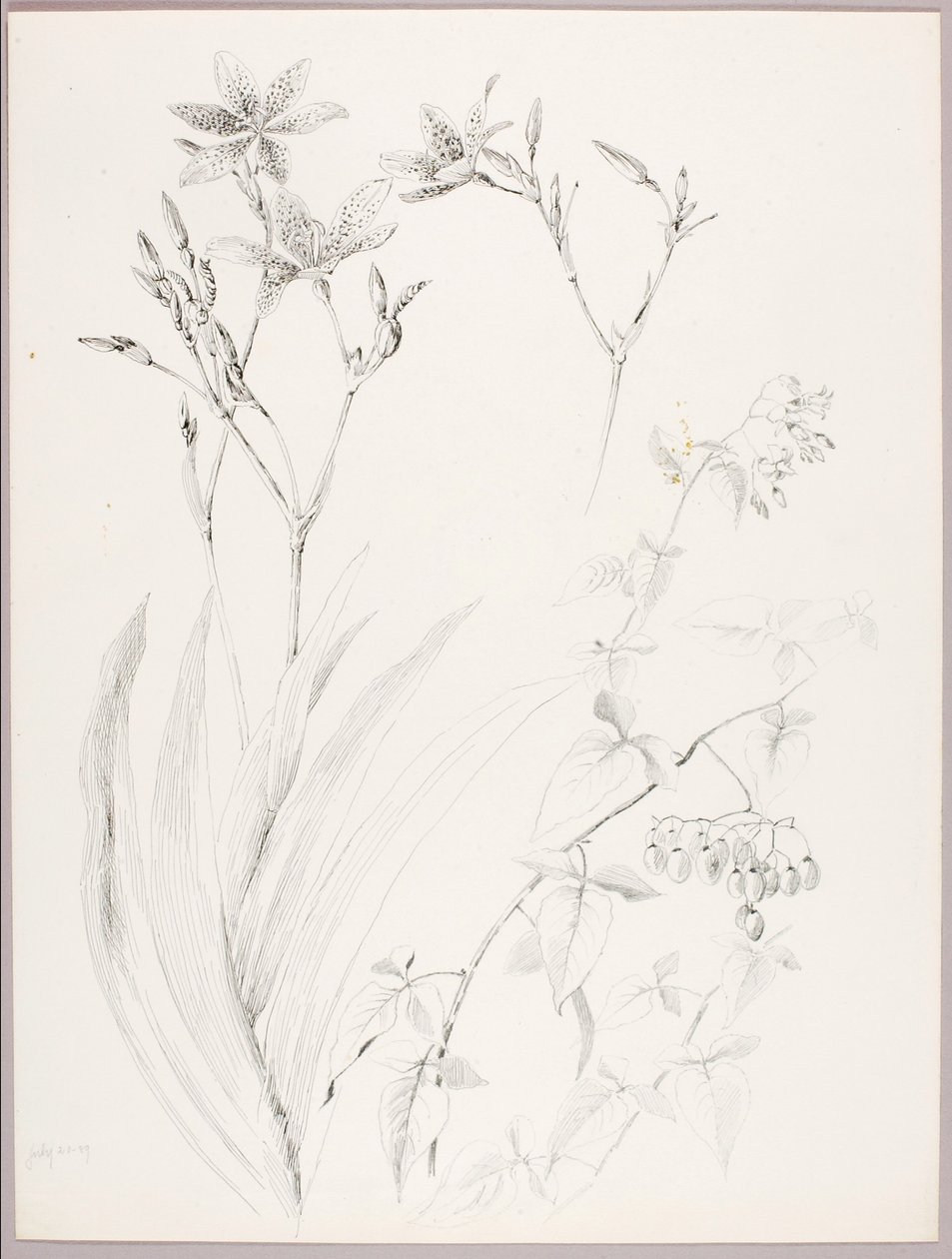 Bez názvu (botanická studie) od George Elbert Burr