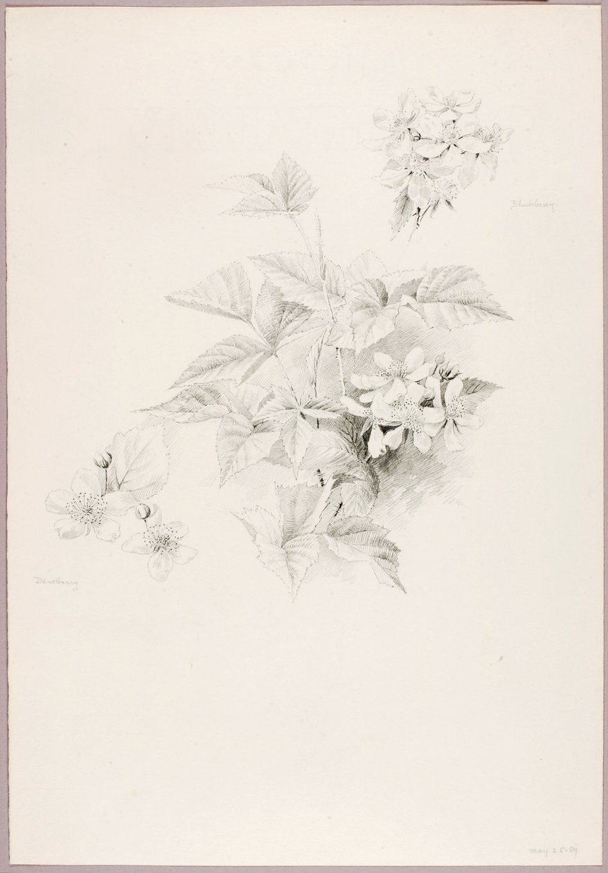 Bez názvu (Dewberry and Blackberry) od George Elbert Burr