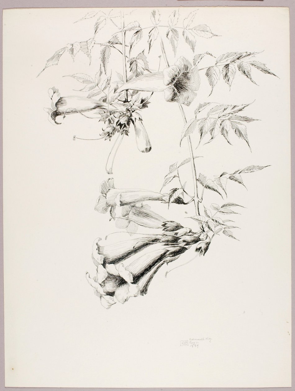 Bez názvu (Trumpet Vine) od George Elbert Burr