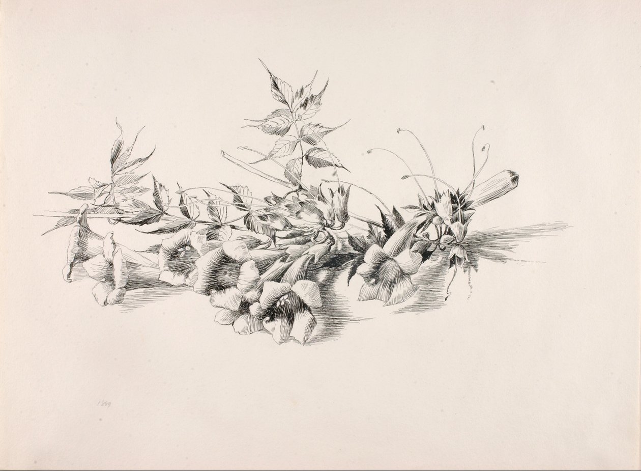 Bez názvu (Trubkovitá réva, Campsis Radicans) od George Elbert Burr