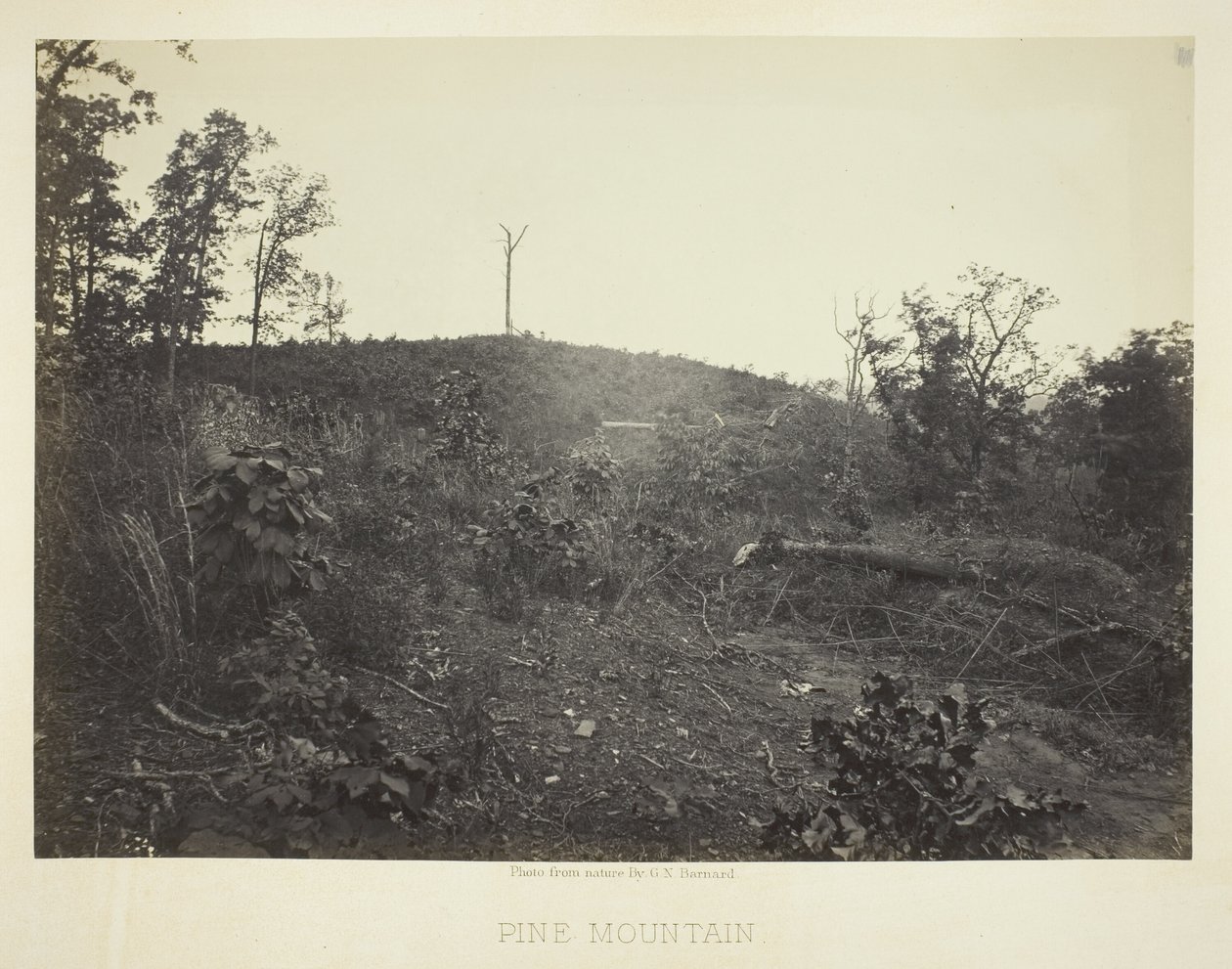 Borová hora od George N. Barnard