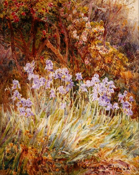 Bledě modrá Iris, Florencie od George Samuel Elgood