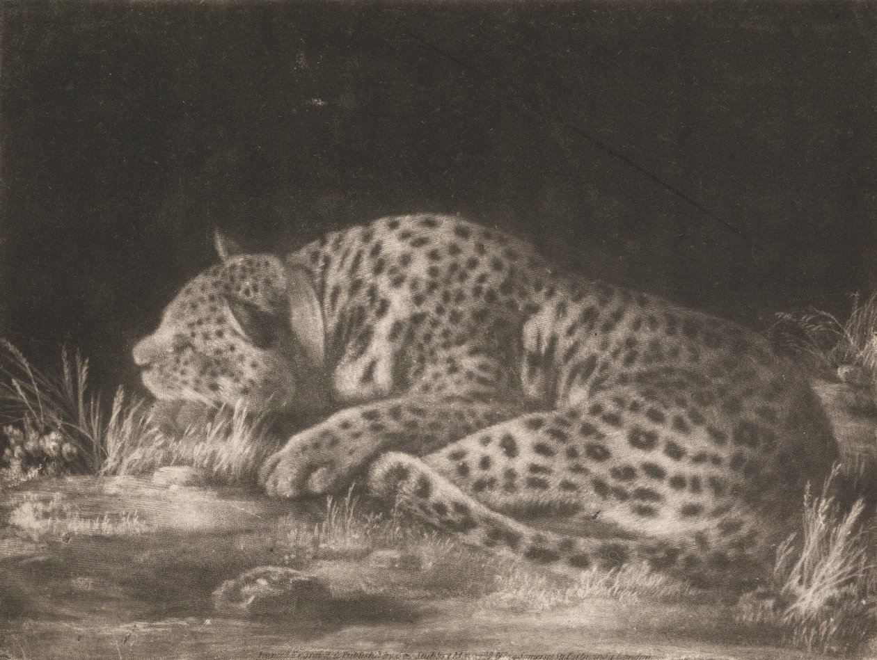 Tyger (spící leopard) od George Stubbs