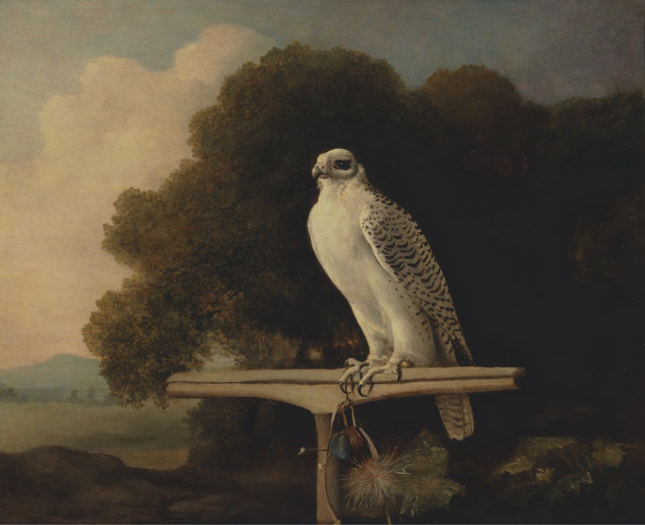 Greenland Falcon, Gyr Falcon, 1780. od George Stubbs