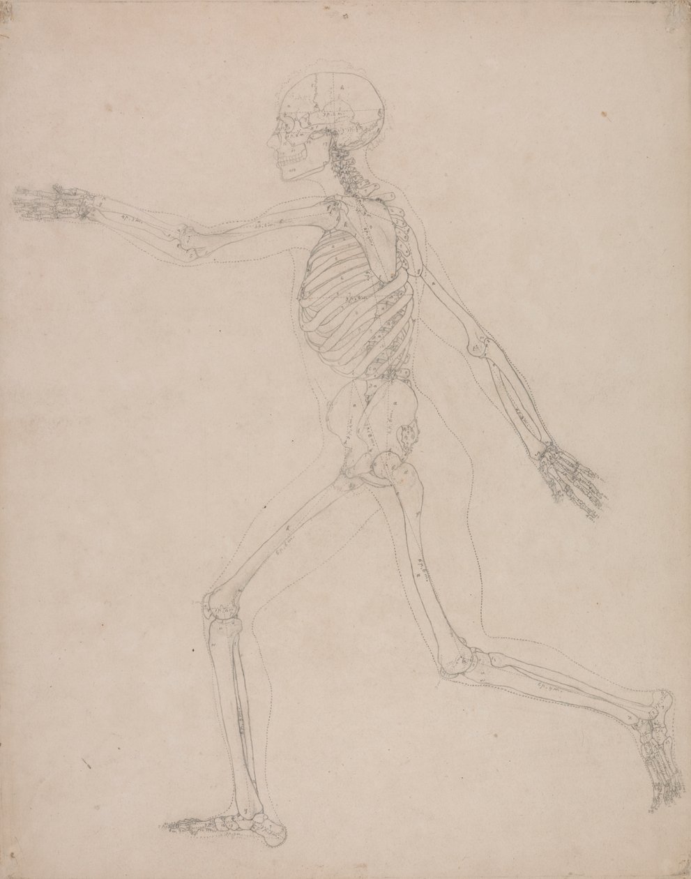 Lidská Kostra, Boční Pohled od George Stubbs