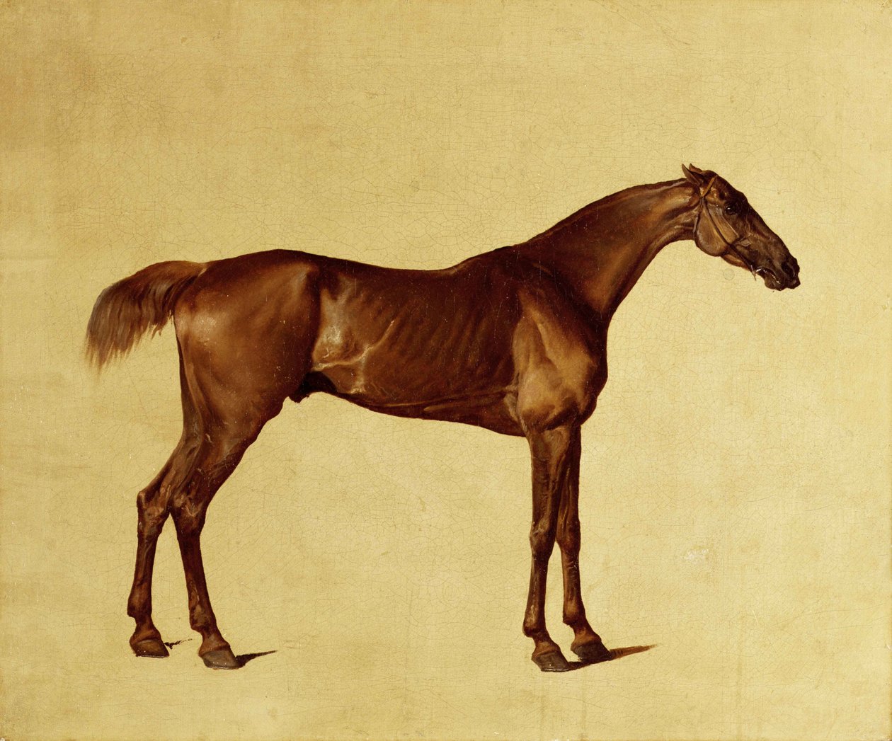 Rufus (olej na plátně) od George Stubbs