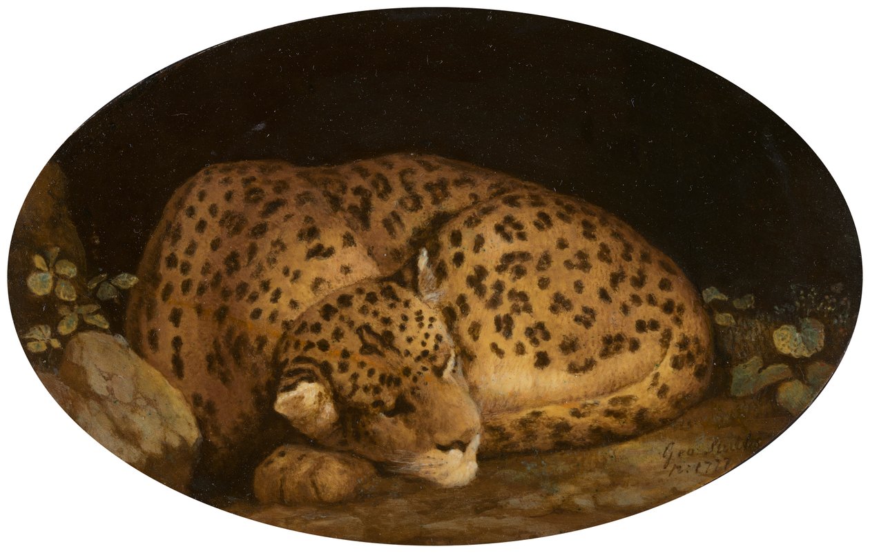 Spící leopard od George Stubbs
