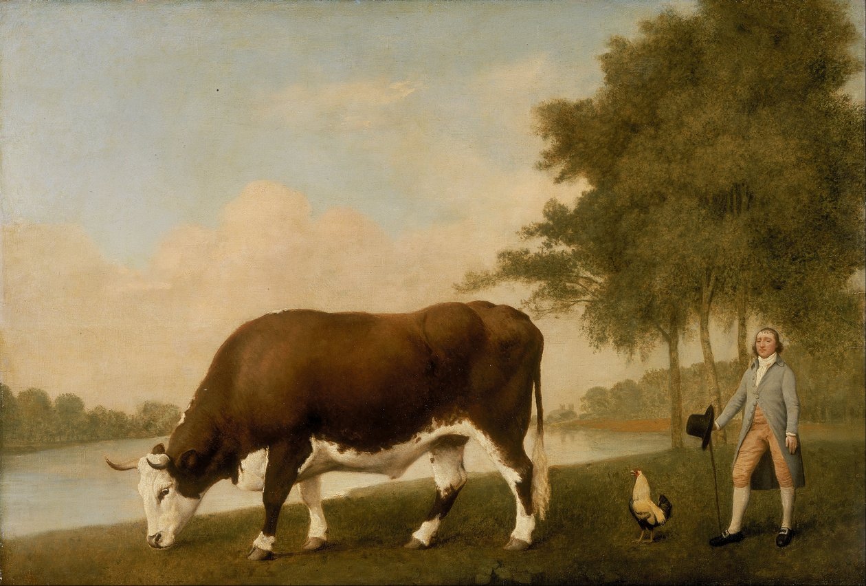 Lincolnshire Ox od George Stubbs