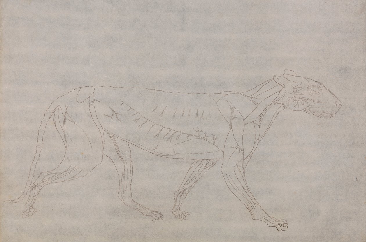 Tygří Tělo, Boční Pohled od George Stubbs