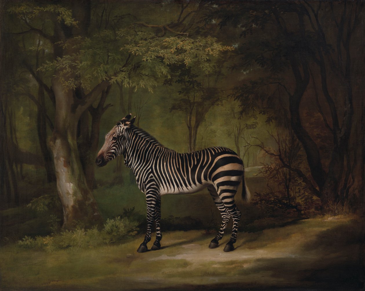 Zebra od George Stubbs
