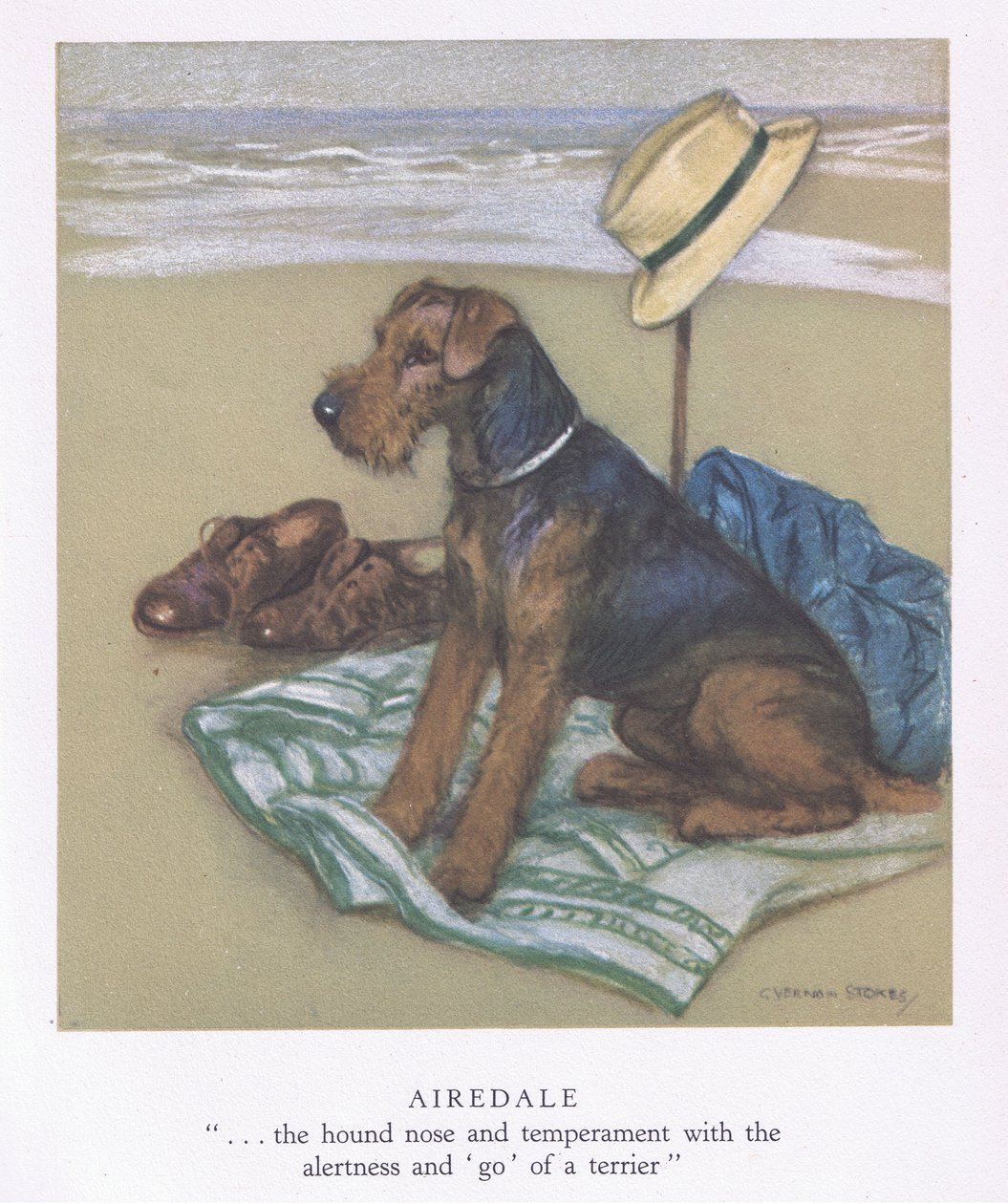 Airedale (barevná litografie) od George Vernon Stokes