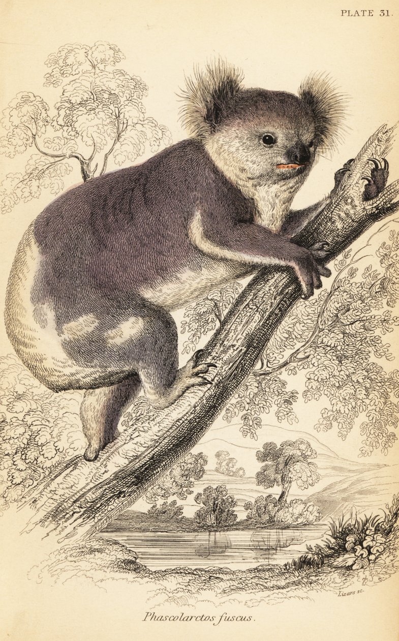 Koala, Phascolarctos cinereus., 1841 (rytina) od Georges Robert Waterhouse