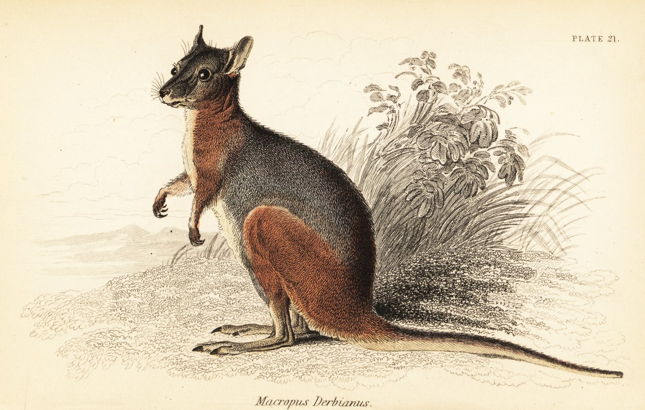 Tammar wallaby, Macropus eugenii., 1841 (rytina) od Georges Robert Waterhouse