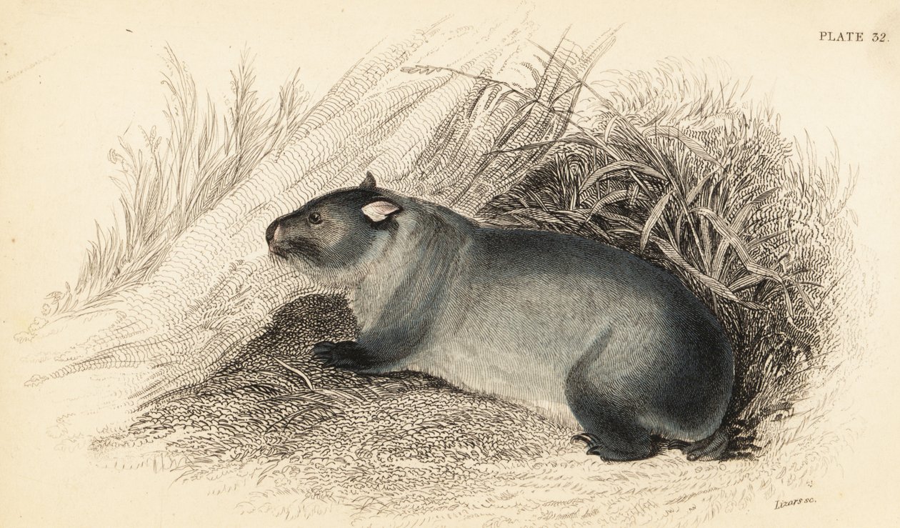 Wombat, Wombatus ursinus., 1841 (rytina) od Georges Robert Waterhouse