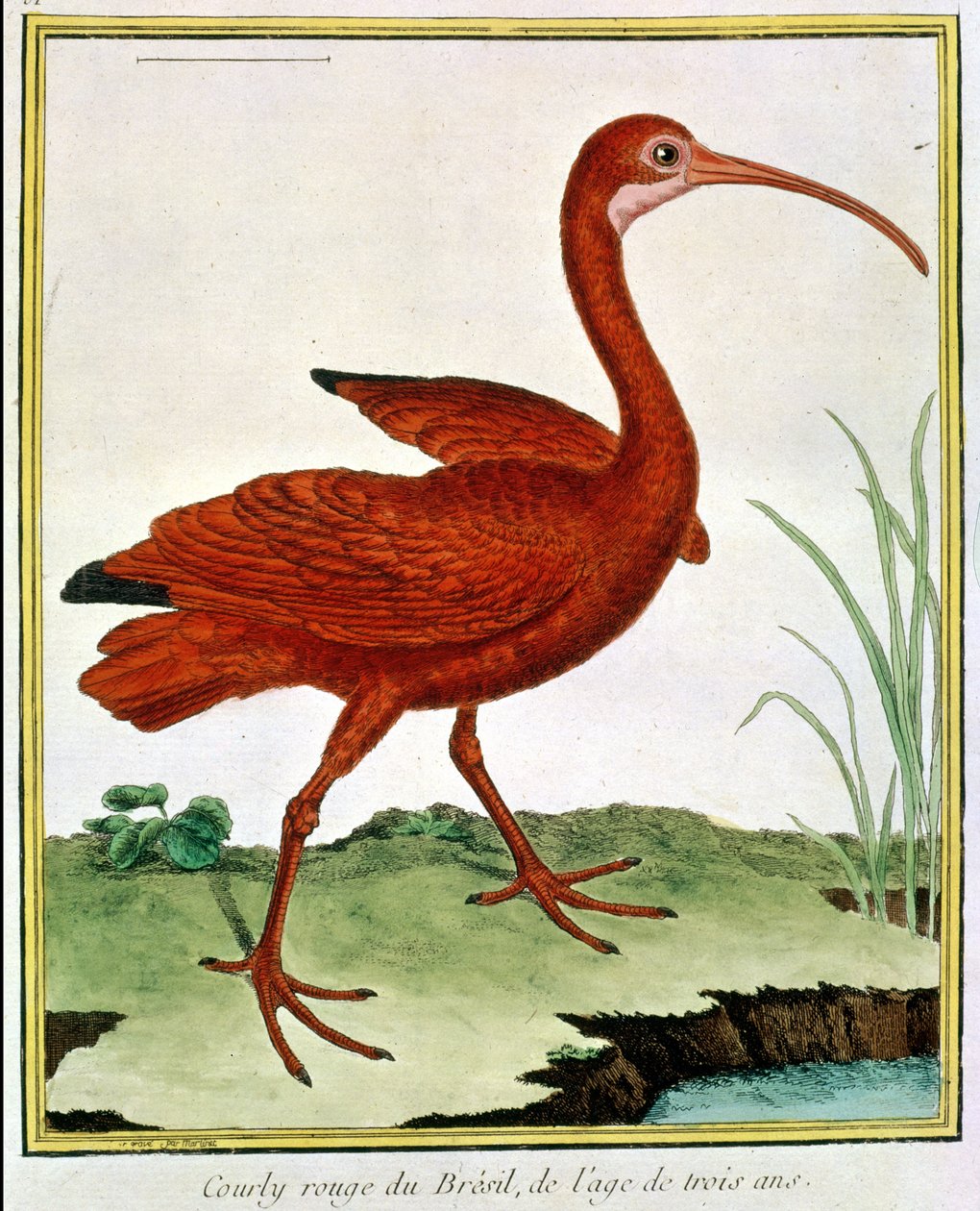 Neznámý obrázek od Georges de Buffon