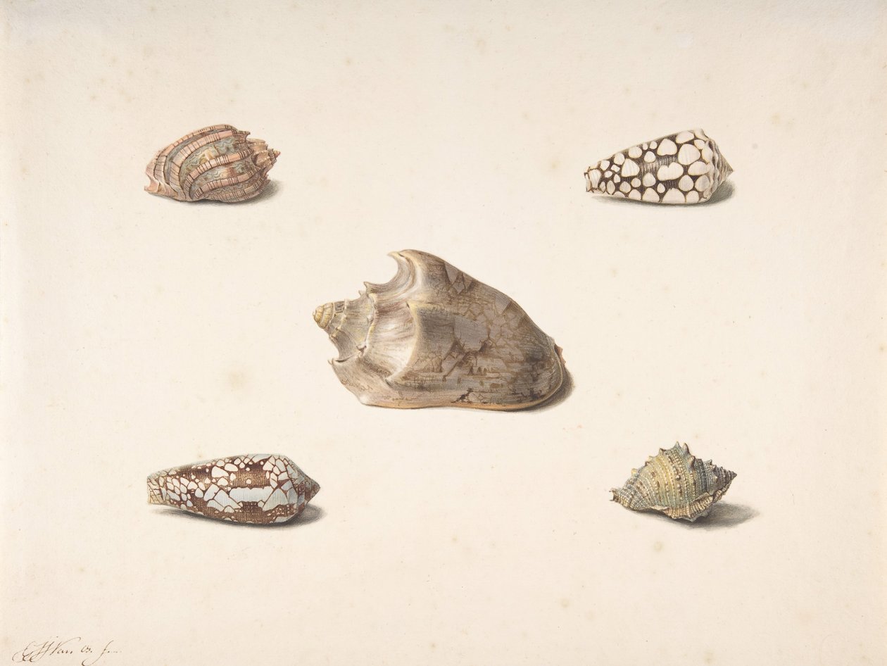 Five Shells, n. d. od Georgius Jacobus Johannes van Os