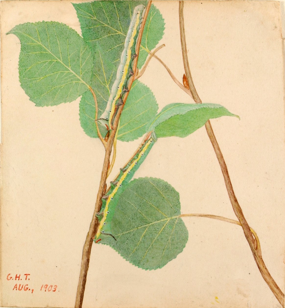 Mirror-Back Caterpillar..., začátek 20. století. od Gerald H. Thayer