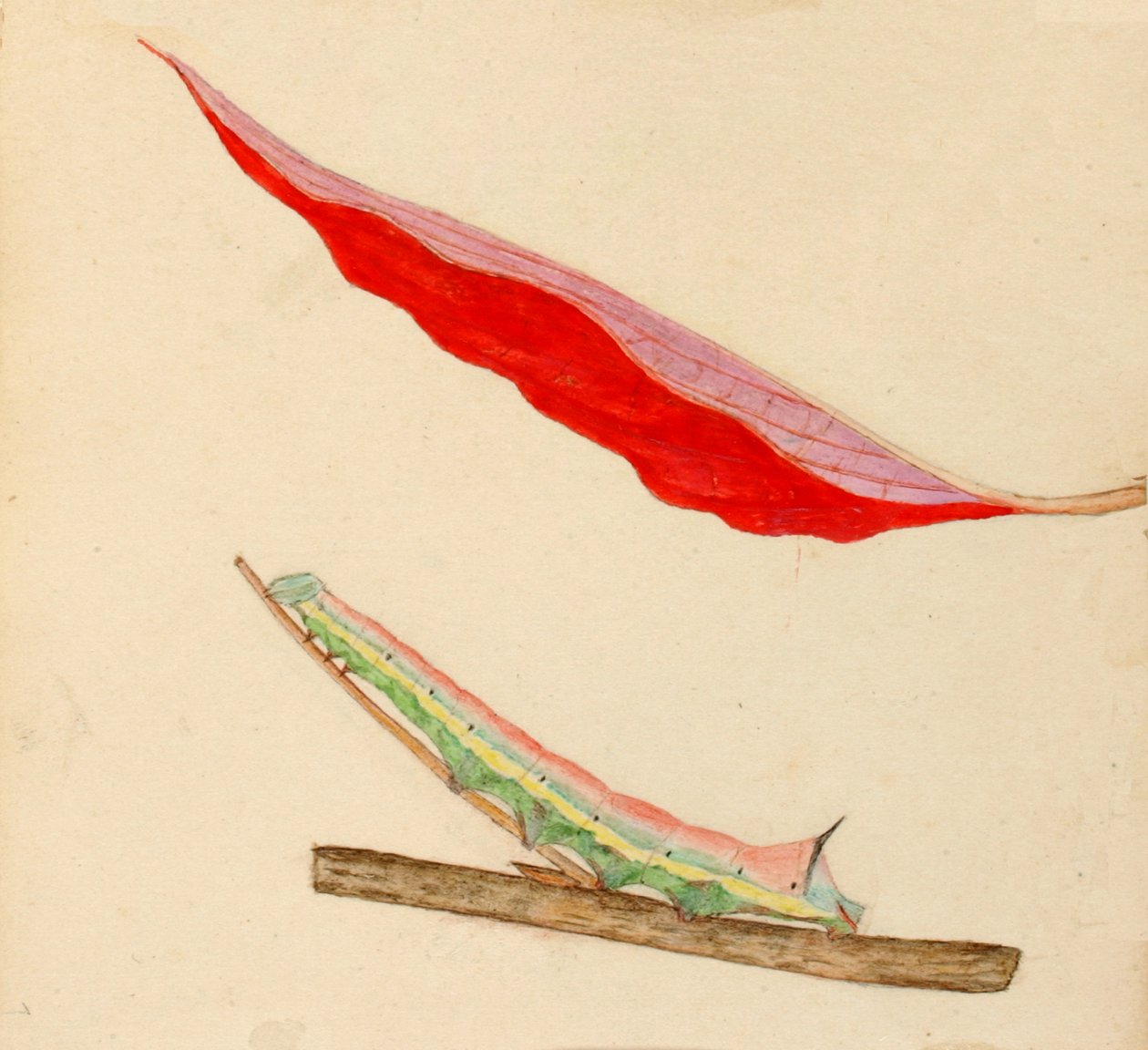 Mirror-Back Caterpillar..., začátek 20. století. od Gerald H. Thayer