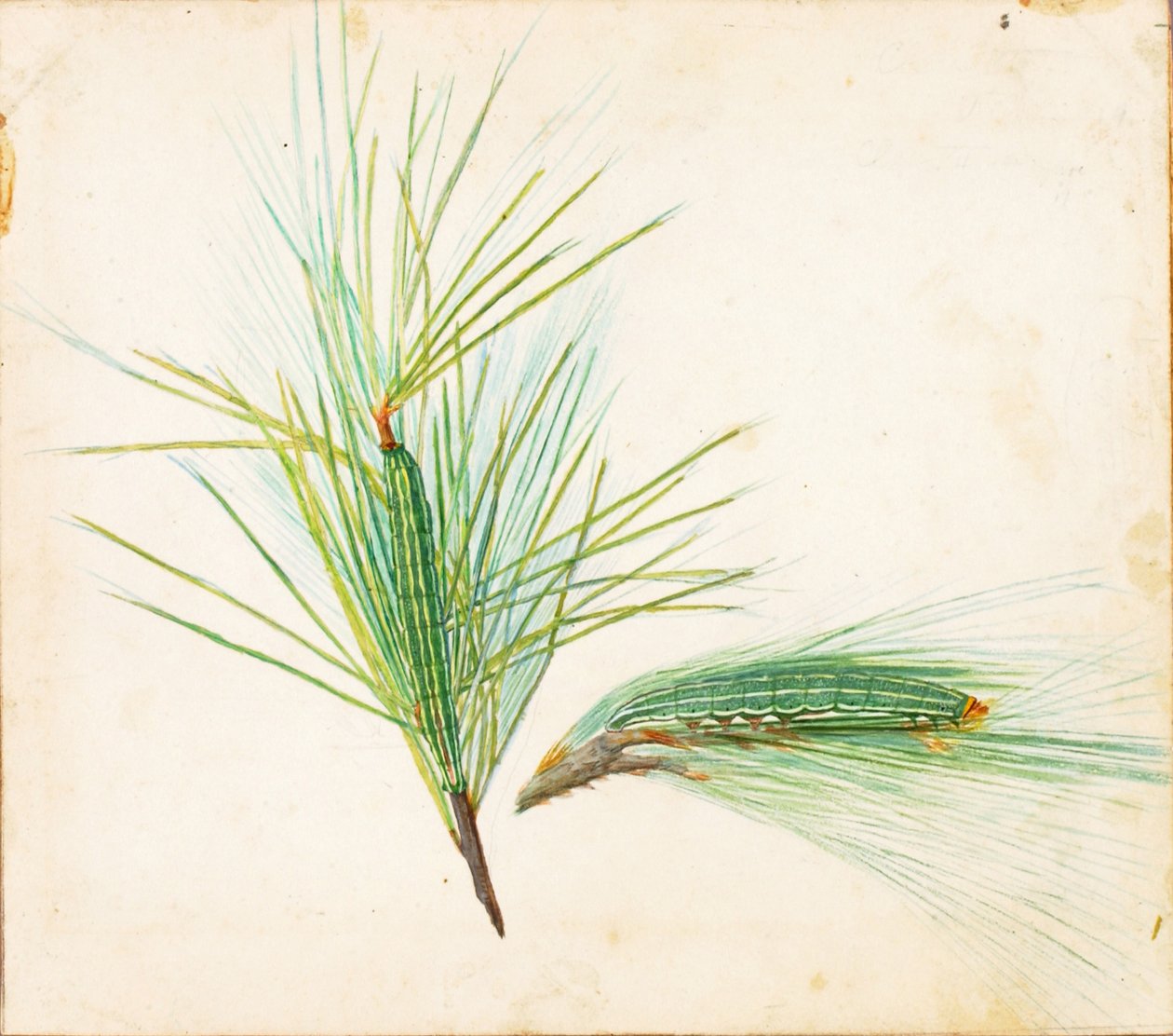 Pine-Tuft Caterpillar..., začátek 20. století. od Gerald H. Thayer