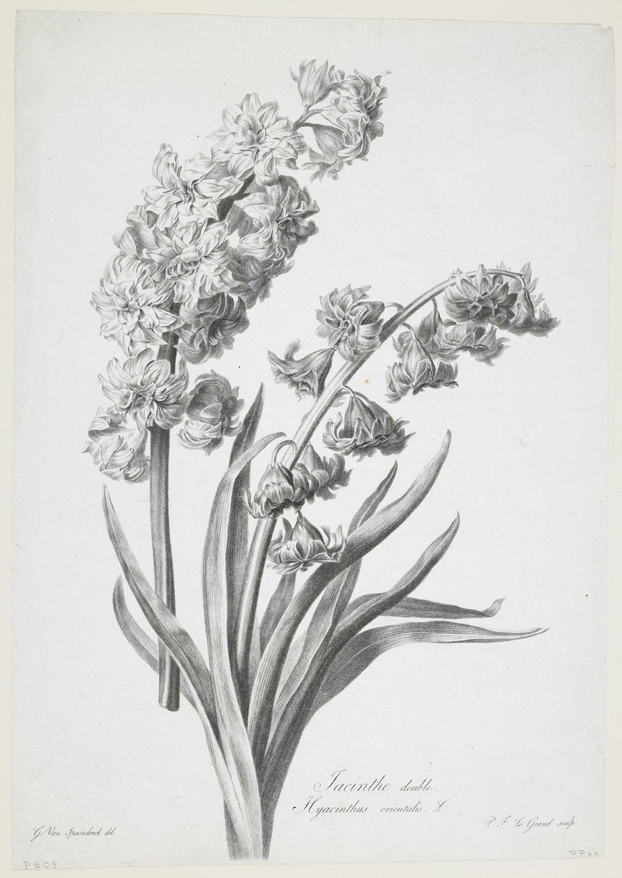 Dvojitý hyacint, od Fleurs Dessinees d