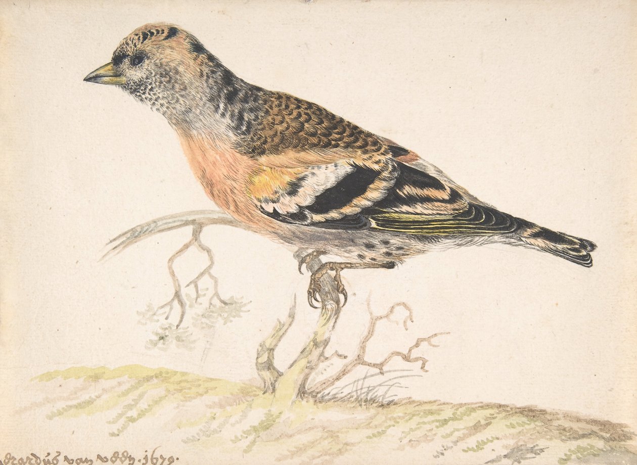 Bramling Fringilla Montifringilla, 1679. od Gerardus van Veen