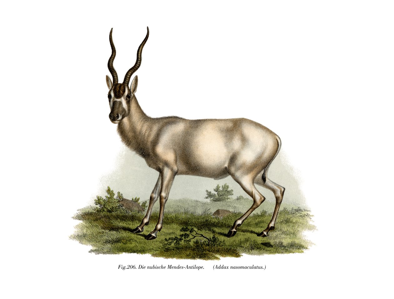 Adadax, 1860 od German School