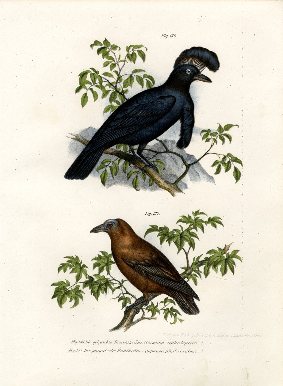 Amazonský Umbrellabird, 1864 od German School