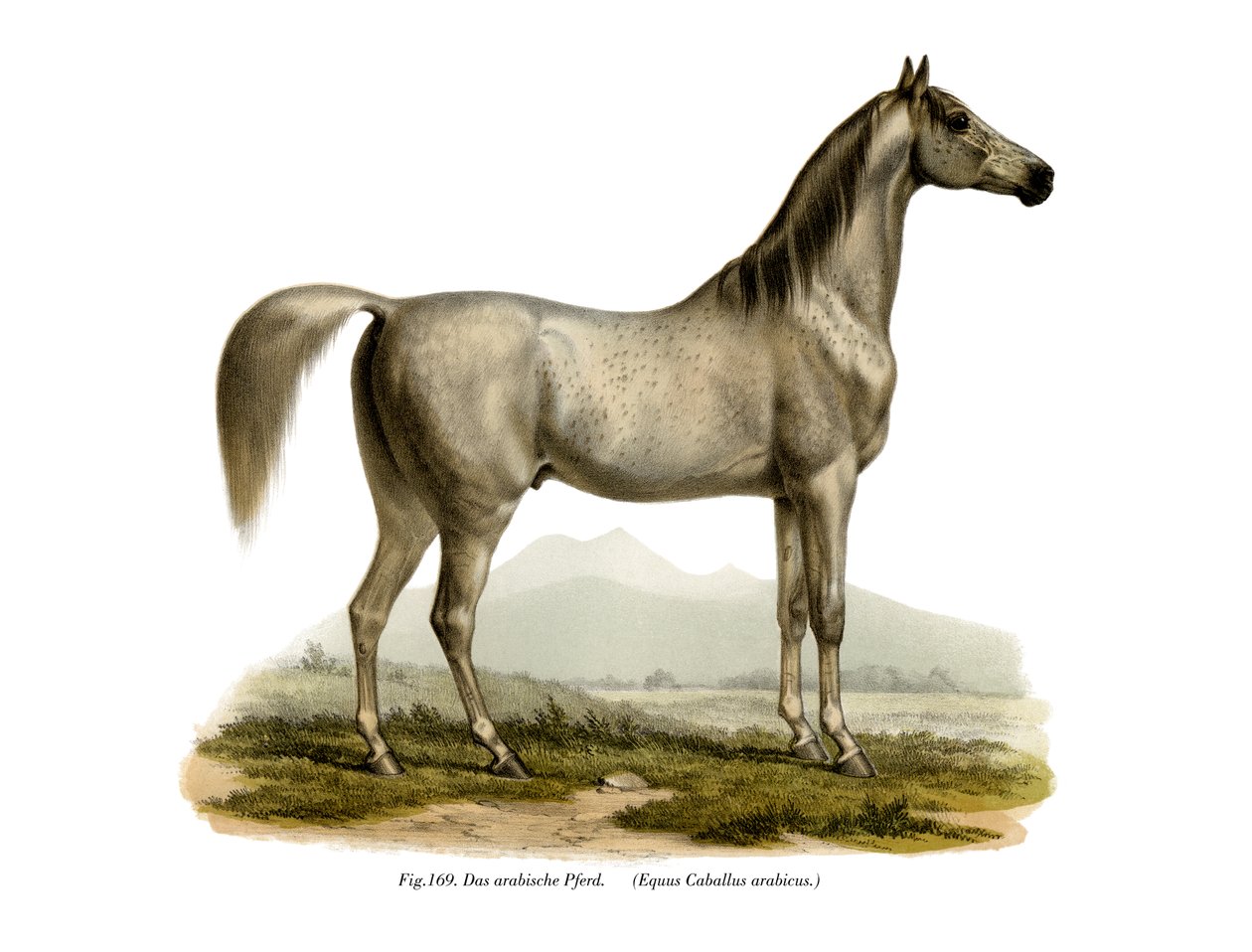 Arabský kůň, 1860 od German School