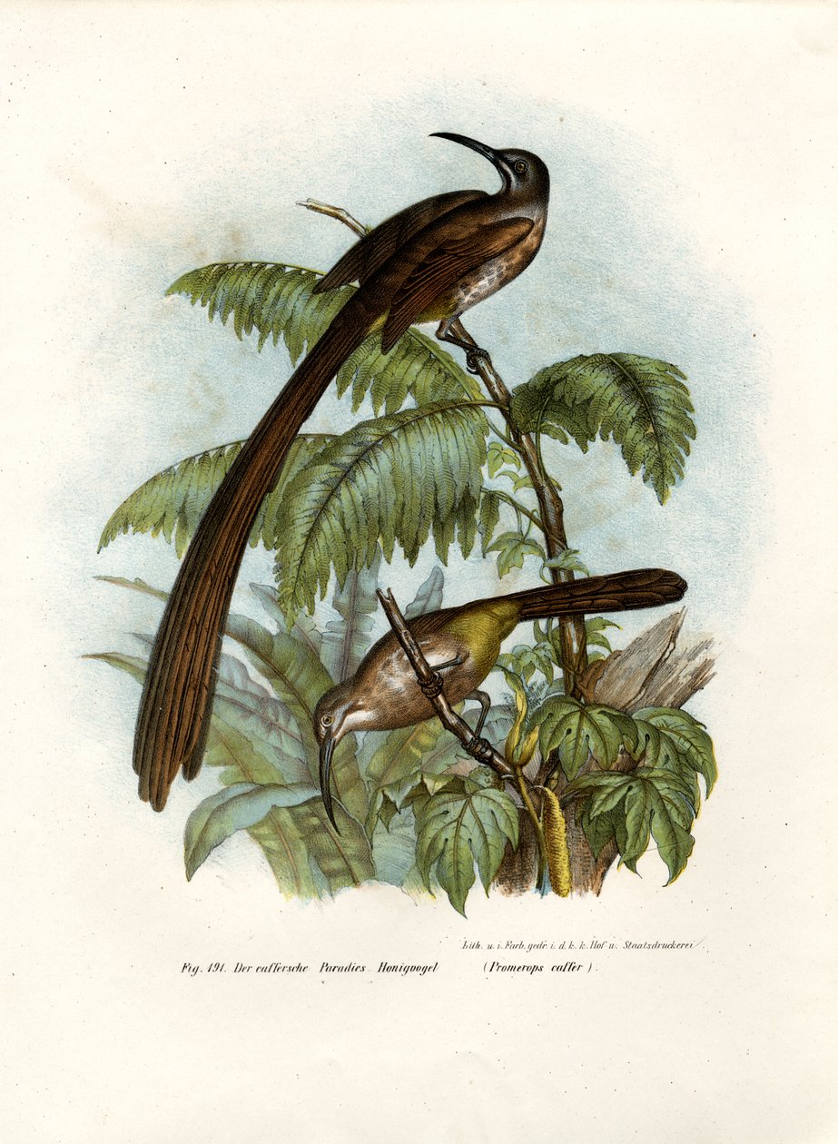 Cape Sugarbird, 1864 od German School