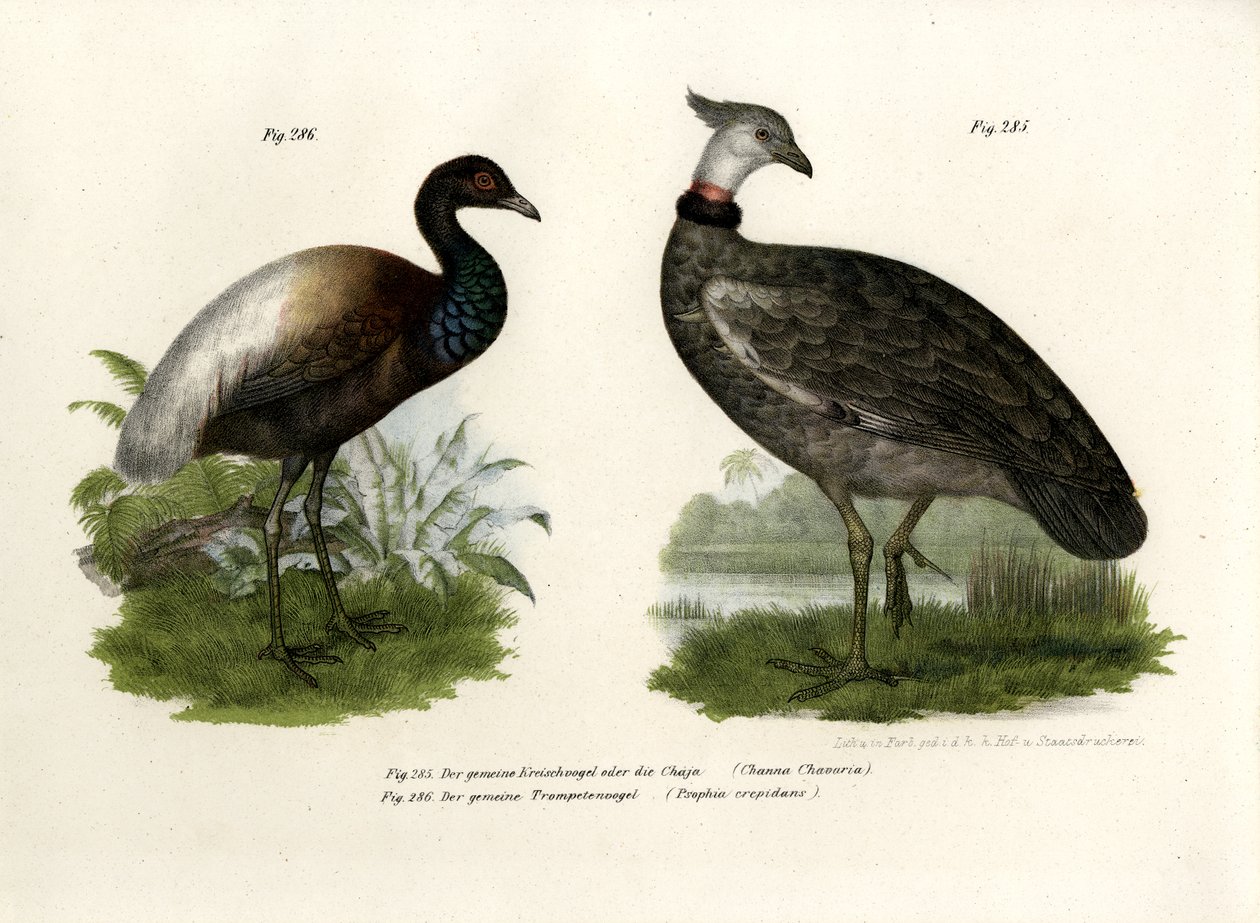 Chaja Bird, 1864 od German School