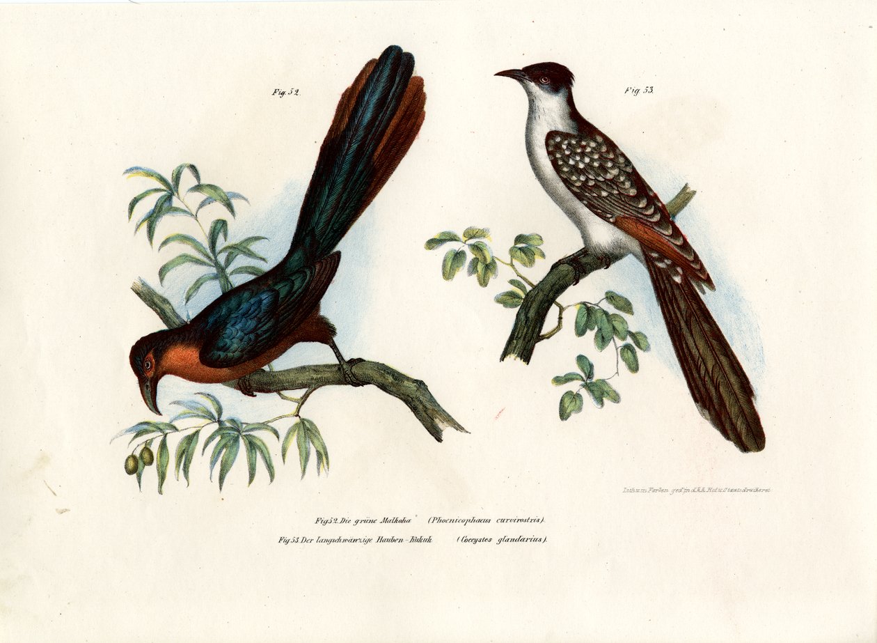 Kaštanově ňadra Malkoha, 1864 od German School
