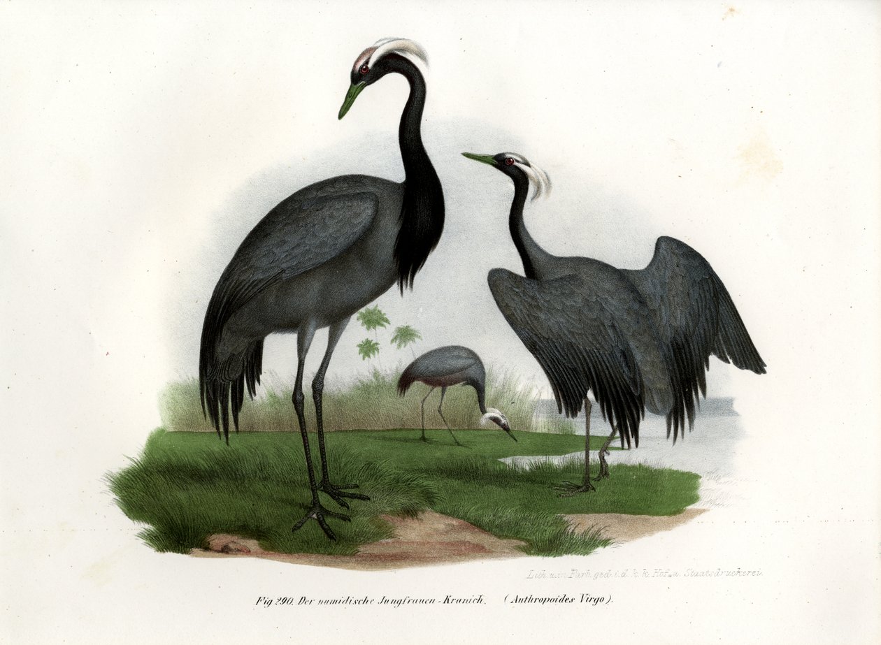 Demoiselle Crane, 1864 od German School