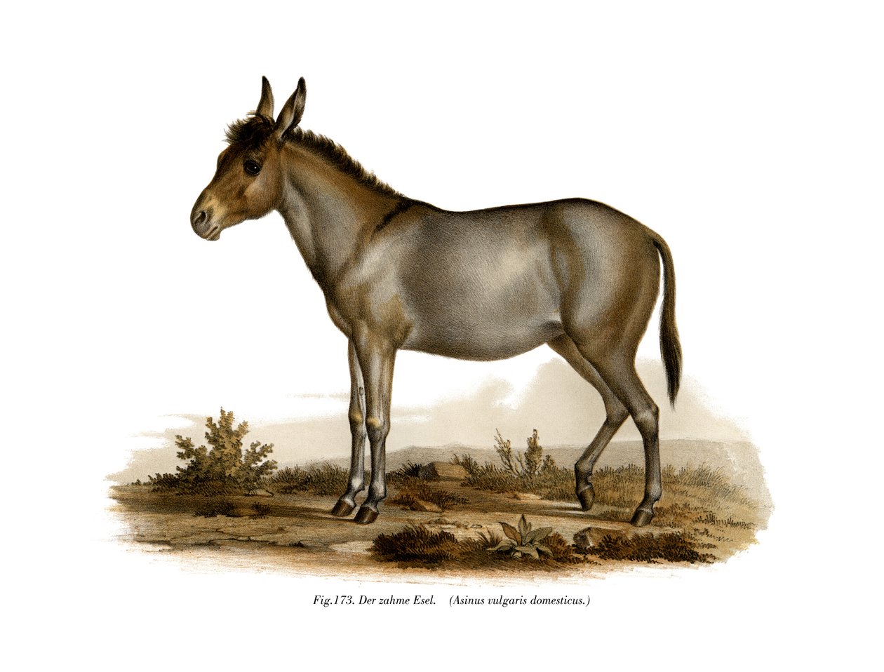 Osel, 1860 od German School