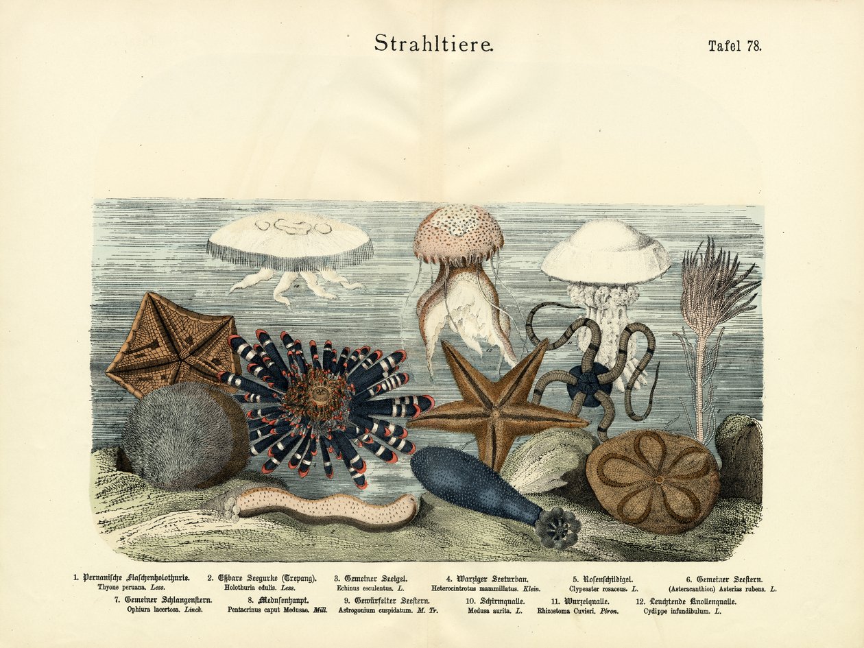 Ostnokožci, kolem roku 1860 od German School