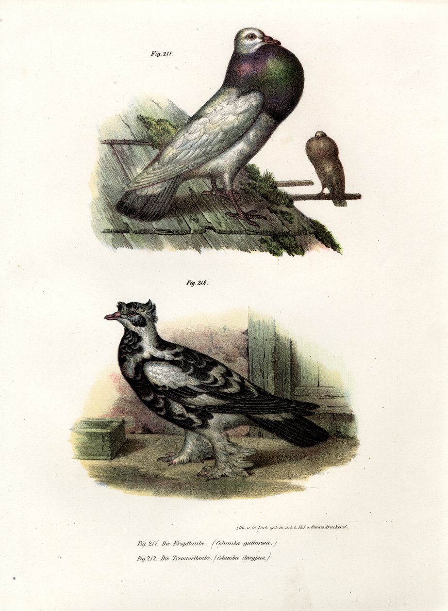Anglický Cropper, 1864 od German School
