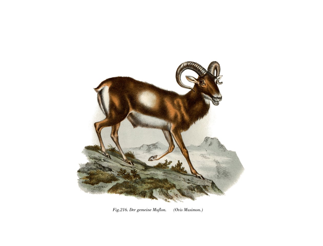 Evropský muflon, 1860 od German School