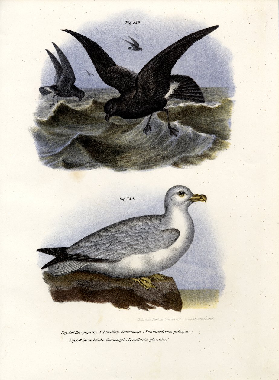 European Storm-Petrel, 1864 od German School